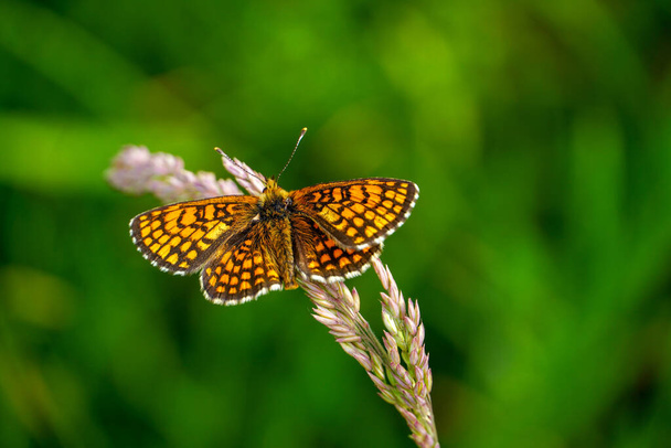 Бабочка на весеннем лугу под солнцем. - Фото, изображение