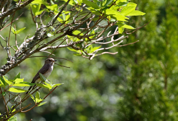 Spotted flycatcher istuu oksalla - Valokuva, kuva