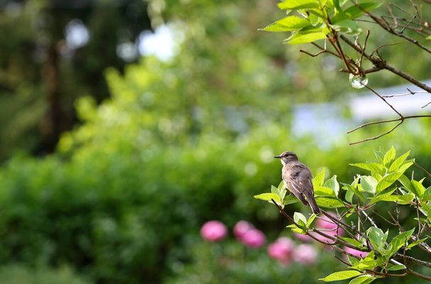 Spotted flycatcher κάθεται σε ένα κλαδί της ορτανσίας - Φωτογραφία, εικόνα
