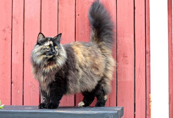 Un gatto della foresta norvegese femmina in piedi su una panchina nera all'aperto - Foto, immagini