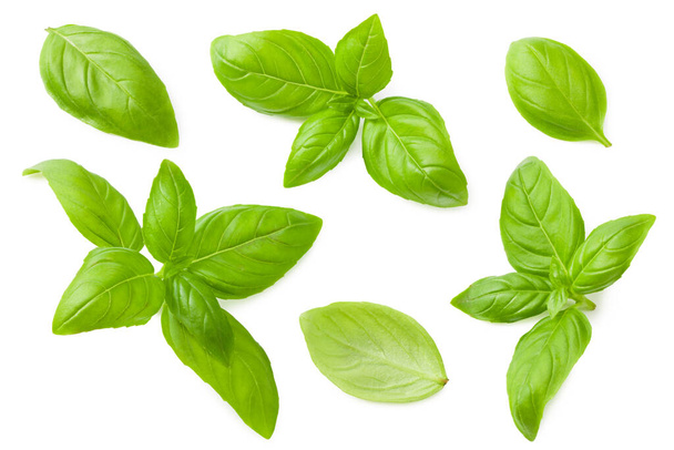 basil leaves isolated on a white background. top view - Photo, image