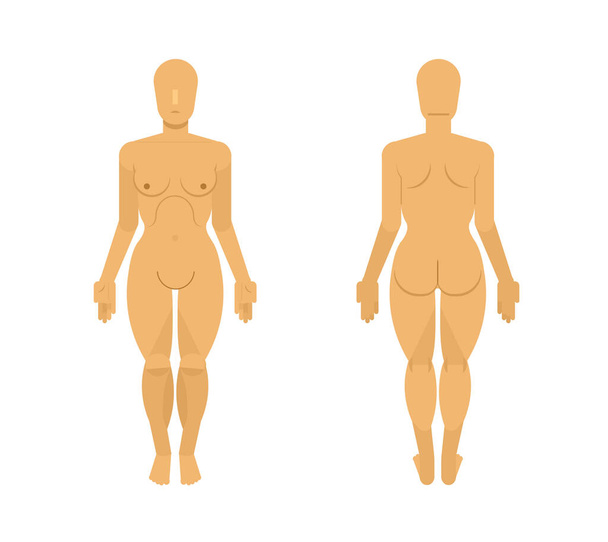 illustrazione vettoriale del corpo umano femminile, anteriore e posteriore. - Vettoriali, immagini