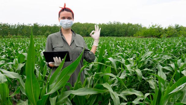 Mulher branca com tablet digital em campo de milho com máscara e luvas olhando para a câmera dá o símbolo OK
. - Foto, Imagem