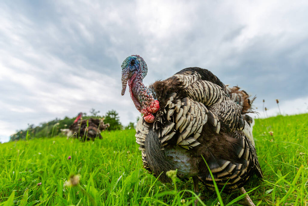 Portrait of a turkey on a green meadow - Photo, Image