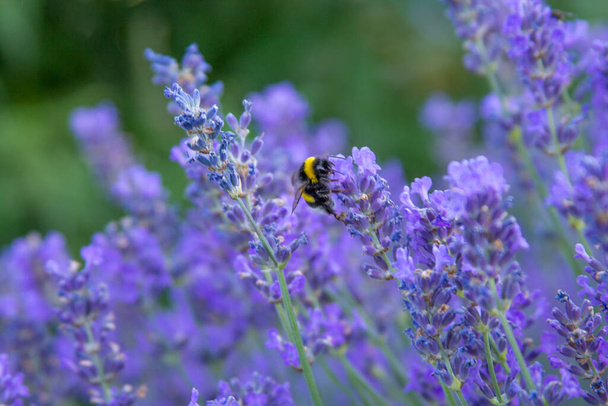mehiläinen kukka puutarhassa - Valokuva, kuva