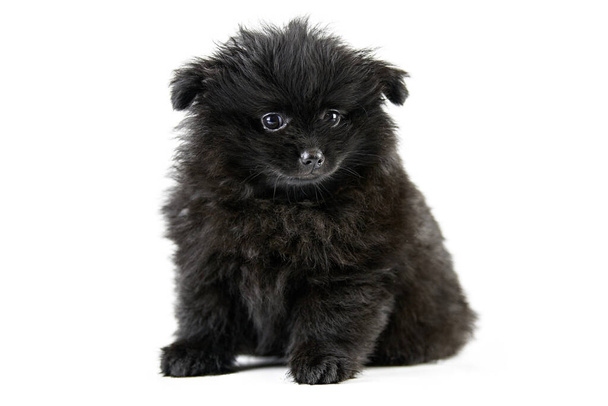 ポメラニアの子犬スピッツ隔離された。かわいい黒ポメラニアン、白い背景。家族に優しい小さなスピッツポム犬. - 写真・画像