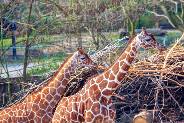 Two Young Reticulated Giraffes .  Animals native to Somalia, Ethiopia and Kenya - Photo, Image