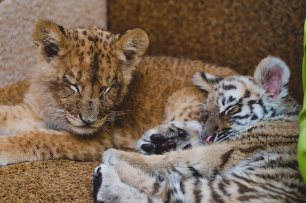 Photo of a squinting lion cub and a tiger cub lying together on a sofa - Fotó, kép
