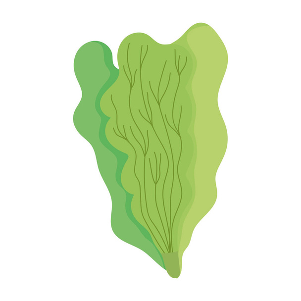 fresh lettuce leaves food isolated icon design white background - Vector, Image