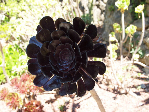Black Rose, Black Beauty, Black Tree Aeonium, Black Aeonium, Black Head (Aeonium arboreum Zwartkop), French Riviera, France - Fotoğraf, Görsel