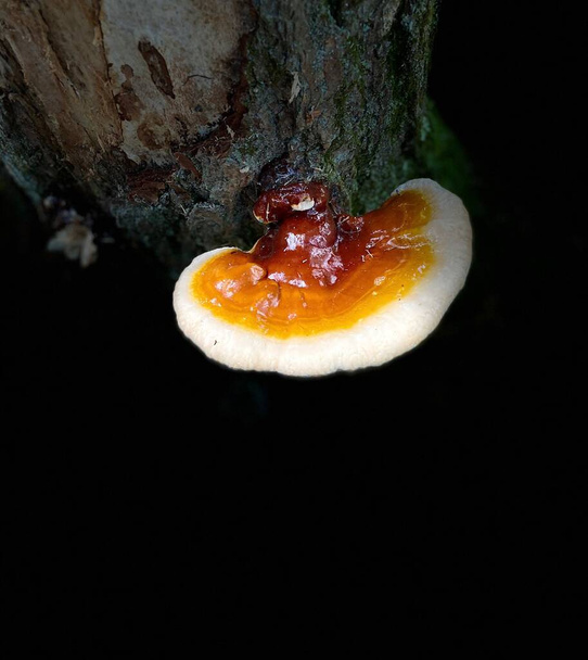 Closeup of a bracket mushroom growing on a dead and rotted tree in the forest - Photo, Image