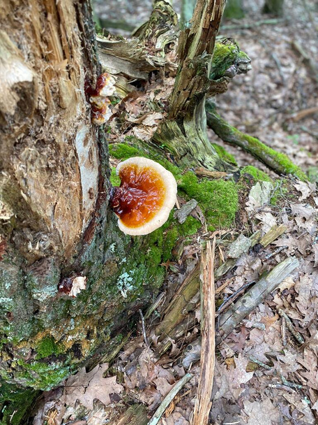 Zbliżenie grzyba wspornikowego rosnącego na martwym i zgniłym drzewie w lesie - Zdjęcie, obraz
