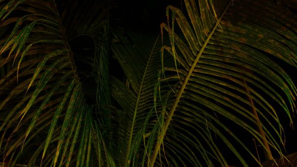 View from below of the leaves of a palm tree on black background - Photo, Image