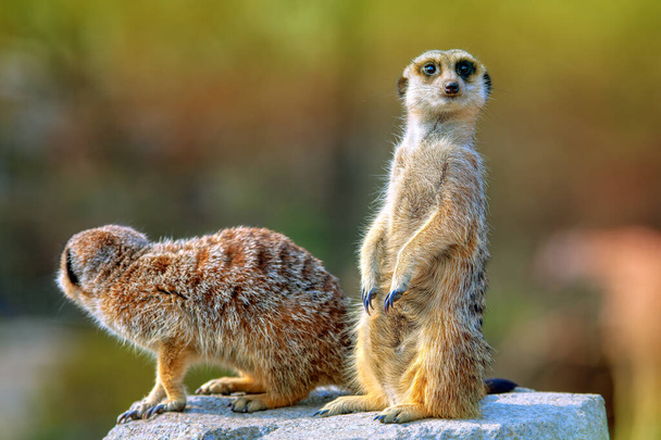 Curioso suricata mira a la distancia. Dos suricata lindo
 - Foto, imagen