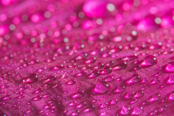 Drops of water on pink petals - Φωτογραφία, εικόνα