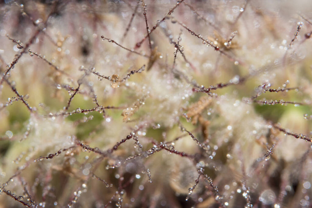 ペニセトゥムの花に水が落ちる - 写真・画像