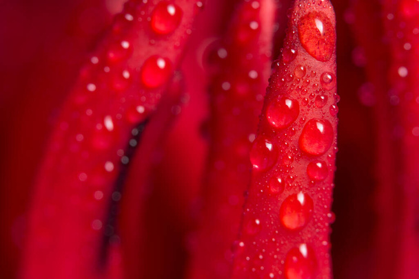 Makro tło kropel wody na czerwonym lotosie - Zdjęcie, obraz