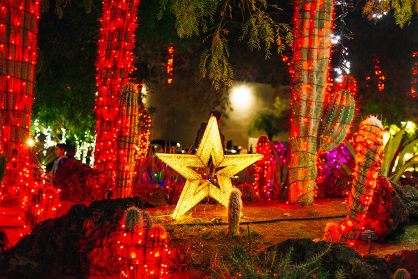 Botanik Kaktüs Bahçesi Las Vegas. - Dekor, 2019 Renkli ışık gösterisi kaktüs - Fotoğraf, Görsel