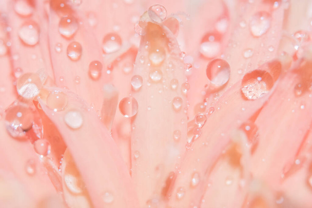 Fondo macro, gotas de agua, pétalos de flores rosadas
. - Foto, imagen