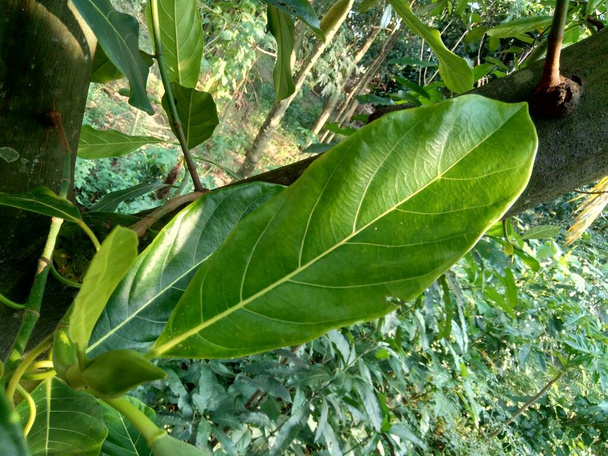 Grüne Heckenfruchtblätter mit natürlichem Hintergrund. Artocarpus heterophyllus ist eine Baumart aus der Familie der Feigen-, Maulbeer- und Brotfruchtgewächse (Moraceae).). - Foto, Bild