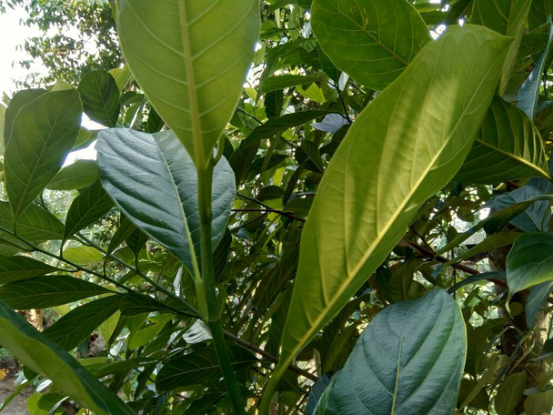 Zöld Jack gyümölcs levelek természetes háttérrel. A Jack gyümölcs (más néven Jack fa, Artocarpus heterophyllus, nangka) a füge, eperfa és kenyérfa családba tartozó faj (Moraceae). - Fotó, kép