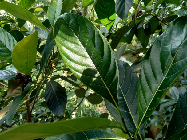 Grüne Heckenfruchtblätter mit natürlichem Hintergrund. Artocarpus heterophyllus ist eine Baumart aus der Familie der Feigen-, Maulbeer- und Brotfruchtgewächse (Moraceae).). - Foto, Bild
