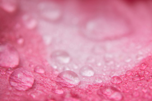 gotas de água em pétalas de flor rosa
. - Foto, Imagem