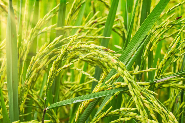 Yeşil pirinç tarlası arka planı - Fotoğraf, Görsel