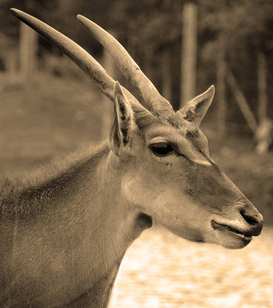 Kanada antilobu olarak da bilinen, Doğu ve Güney Afrika 'da bulunan bir bozkır ve antilop türüdür. - Fotoğraf, Görsel