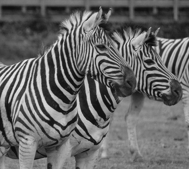 Zebra 's zijn verschillende soorten Afrikaanse paardachtigen (paardenfamilie) verenigd door hun kenmerkende zwart-wit strepen - Foto, afbeelding