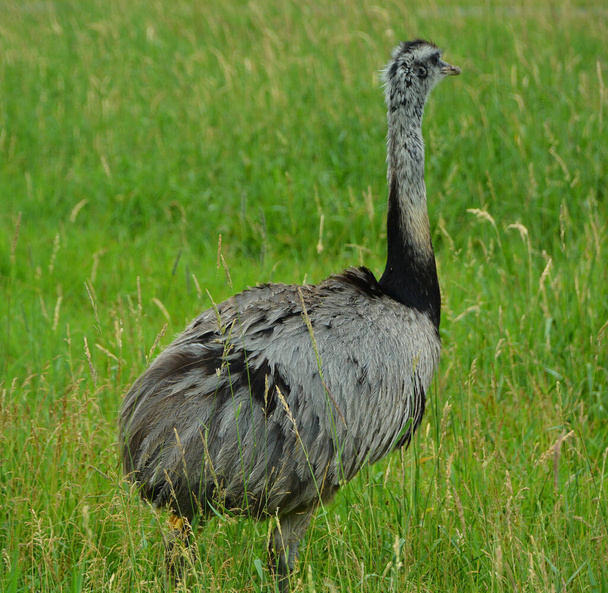 Молодой страус на зеленой траве - Фото, изображение