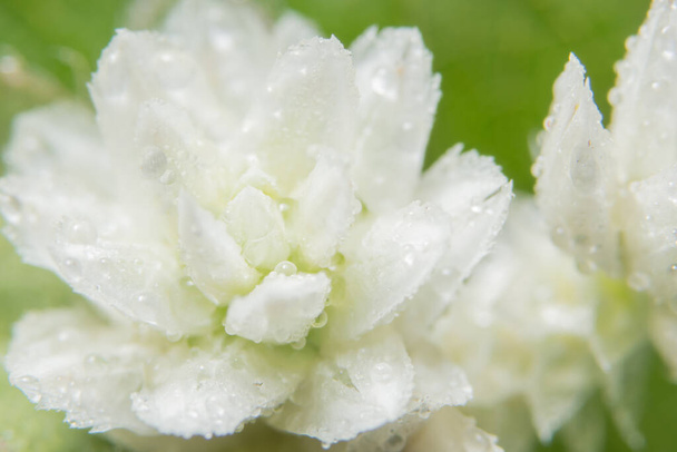 Біла дика квітка макро
 - Фото, зображення