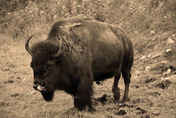 Бізон - це великі, парні копитні в роді Bison в підродині Bovinae.. - Фото, зображення