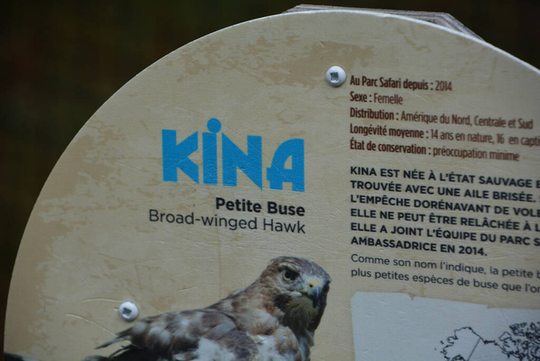 Scheda informativa di Falco alato largo - Foto, immagini