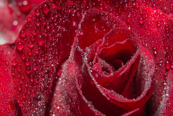 Makrohintergrund von Wassertropfen auf roten Rosen - Foto, Bild