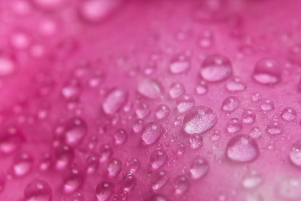 Σταγονίδια νερού στα πέταλα των ροζ τριαντάφυλλων - Φωτογραφία, εικόνα