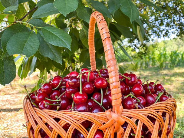 Big basket with ripe big cherry in the garden. Defocus light background. Free space. Concept of proper healthy nutrition, agriculture. - Photo, Image