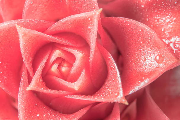 Gotas de agua sobre fondo de pétalos de flor rosa
 - Foto, imagen