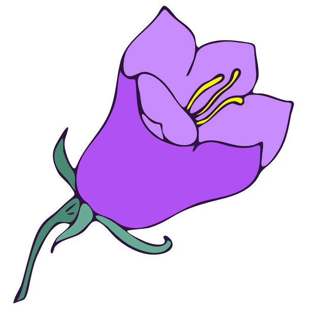 bell flower, doodle style vector element, freehand color botanical illustration - Vetor, Imagem