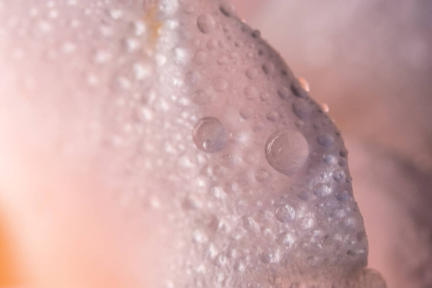バラの花びらに水滴のマクロ背景 - 写真・画像