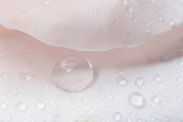 Fondo macro de gotas de agua sobre pétalos de rosa
 - Foto, imagen