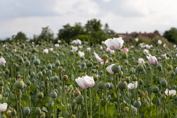 Papaver somniferum, commonly known as the opium poppy. Agricultural field in Serbia - Photo, Image