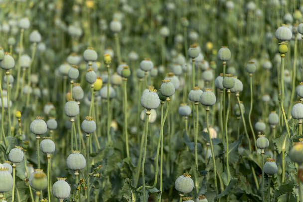 Papaver somniferum, comúnmente conocida como amapola de opio. Campo agrícola en Serbia - Foto, imagen