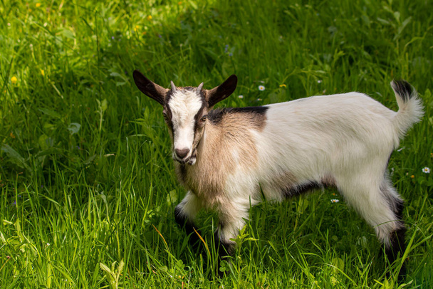 Маленька домашня коза їсть гілки
 - Фото, зображення