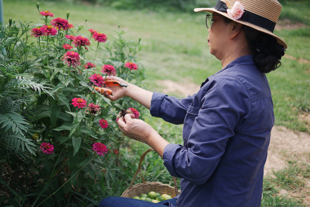 Asiatische Seniorin mit Brille und Hut schneidet Pflanzen und Blumen im heimischen Garten, Pflanzenpflegekonzepte. - Foto, Bild