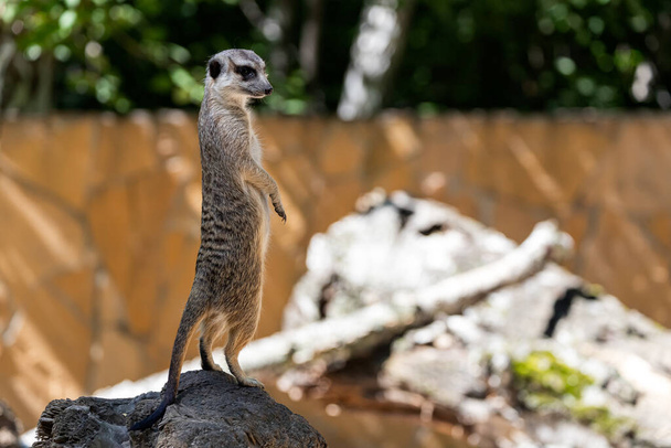 Un joven suricata está parado sobre una piedra y protege el territorio de la familia.
 - Foto, Imagen