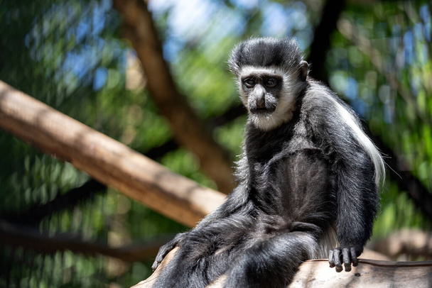 Portrait of an adult black and white lemur sadly sitting on a tree branch - Фото, изображение