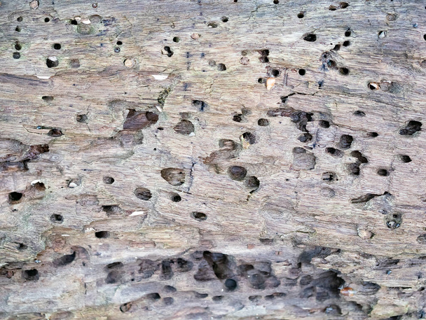 superfície de madeira velha é fundo de textura porosa com rachadura quebrada
 - Foto, Imagem