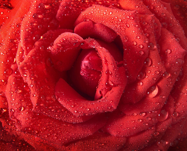 Beautiful red rose with water, closeup.Selective focus - Photo, Image