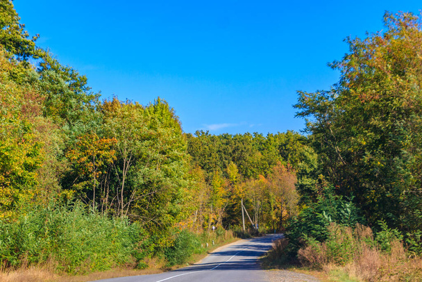 Asphalt road through colorful deciduous forest at autumn - Photo, Image